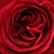 Rouge - Rosiers floribunda - Look Good Feel Better™